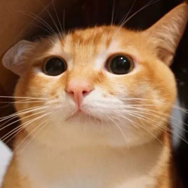 阿鼠
